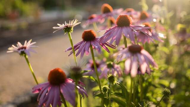 Coulisses des Expertises Botaniques - Jardin Botanique Yves Rocher