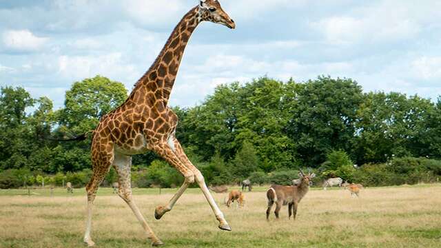 Parc animalier de Branféré