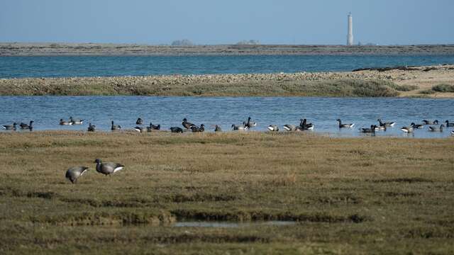 Découverte des oiseaux - Anniversaire des Réserves Naturelles Régionales