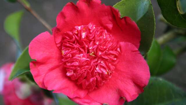 Journées des camelias à floraison printanière aux jardins d'Ewen