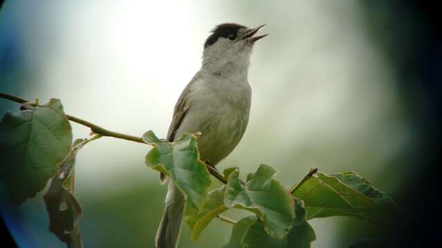Découverte des oiseaux - Anniversaire des Réserves Naturelles Régionales