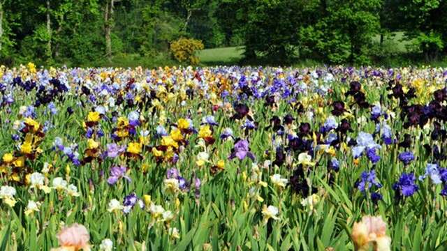 Jardin d'Iris