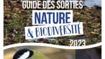 Hirondelles et martinets