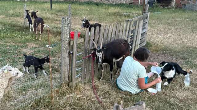 Éveil et Merveilles à la Ferme avec Les Sabots de Laine