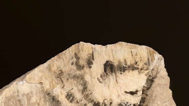 Expositions : Les pierres qui parlent de Marie-Antoinette Bassieux