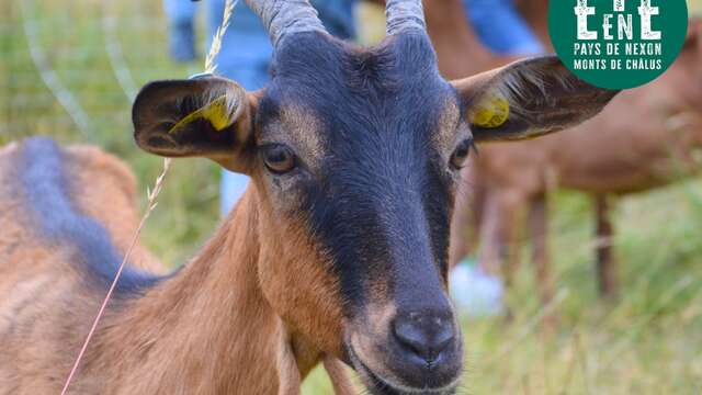 À la rencontre des producteurs - La chèvrerie d'Anne Paraud