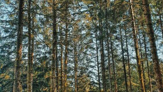 Nature et Panoramas sur le lac