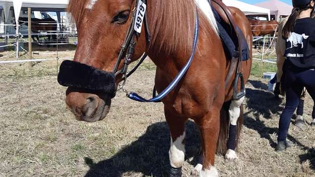 Centre Equestre de Cherveux - Poney Club