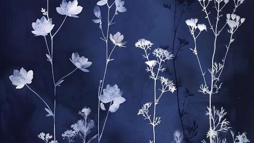 Atelier Cyanotype