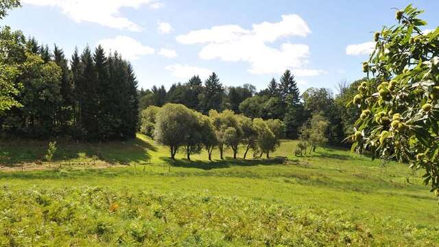 Chemin des hautes forêts