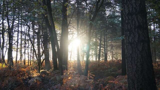 DANS LES FÔRÊTS : De la Bretagne aux Pyrénées