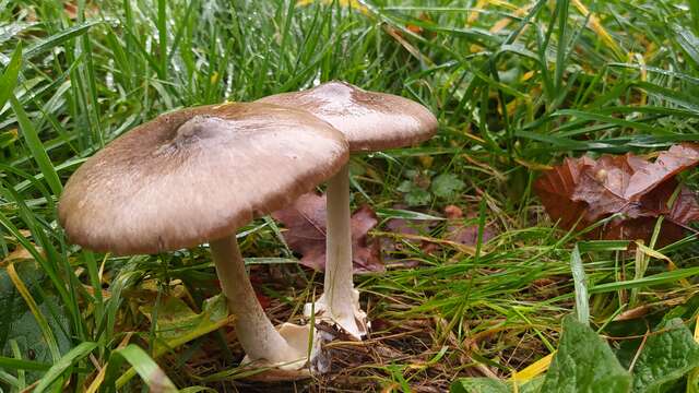 Inventaire des champignons