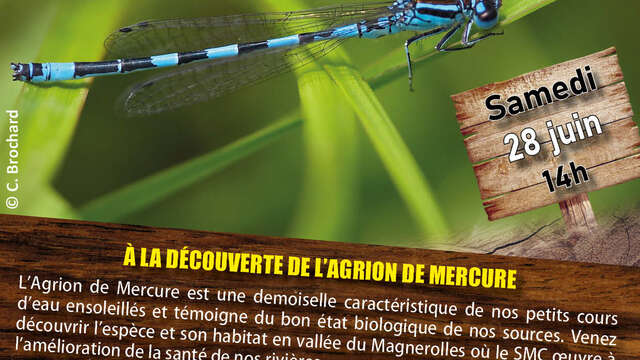 Sortie nature : À la découverte de l'Agrion de Mercure