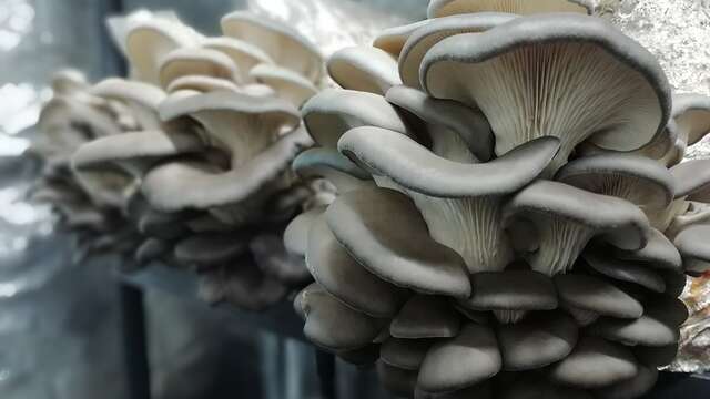 Delifungi - Champignons et produits dérivés du champignon