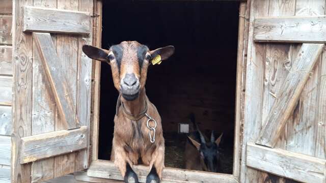 Chèvrerie de la Peytavigne