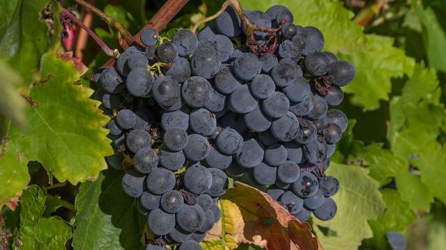 Micro-Folie : Visite libre - Vendanges