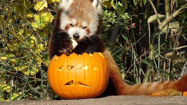 Halloween au Zoo du Reynou