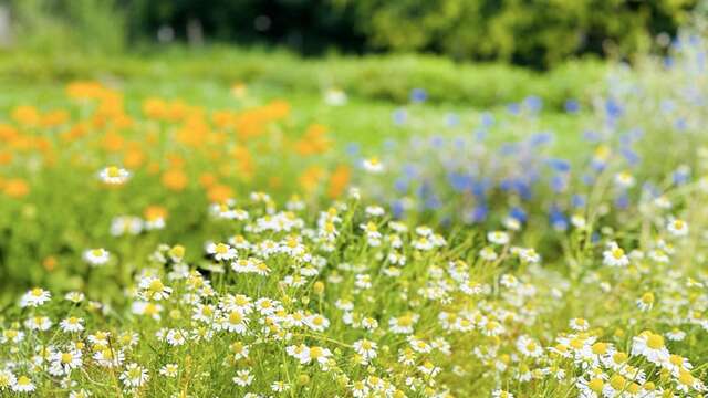 Atelier - La charge mentale et les plantes