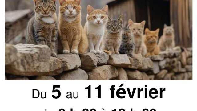 Bric à brac au profit de l'Ecole du Chat de la Creuse