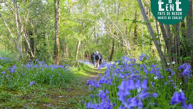 Sortie nature - La musique verte