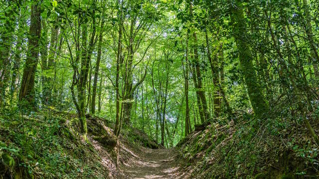 Randonnée guidée - Le sentier des petits ruisseaux