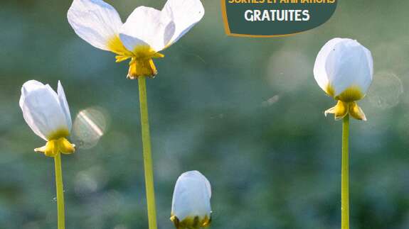 SORTIE NATURE : Balade nature dans les Chaumes d'Avon