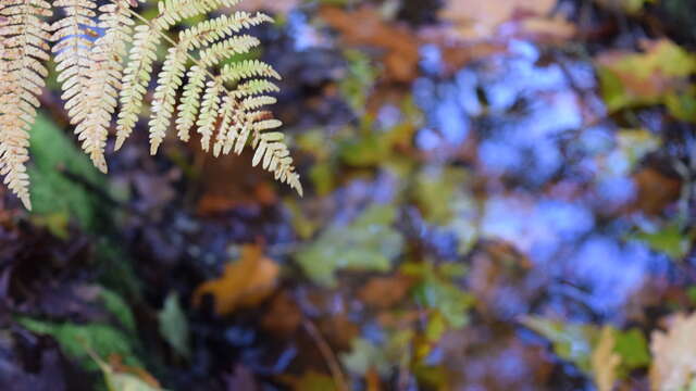 Sortie Nature : Apprenez à identifier les fougères