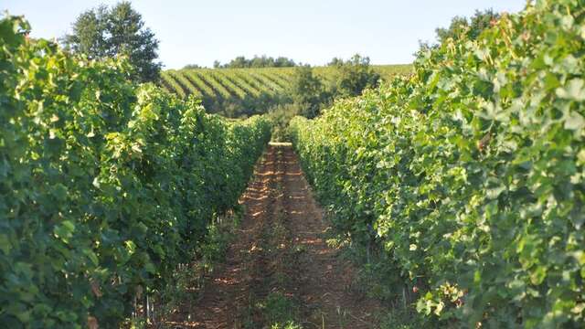 Domaine de Perreau | Sentier découverte