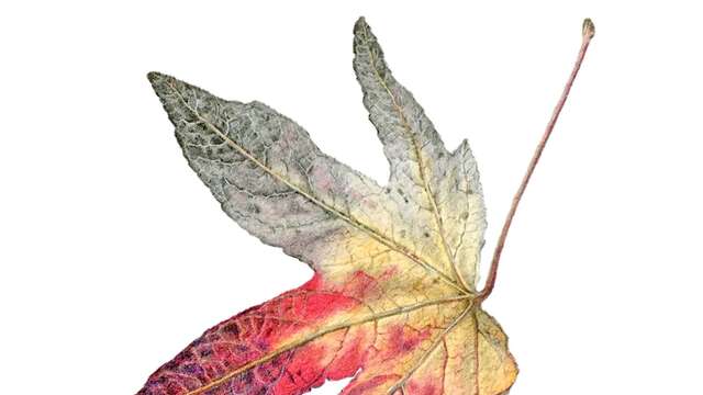 Exposition "Nature et calligraphie" de Caroline Arnoult
