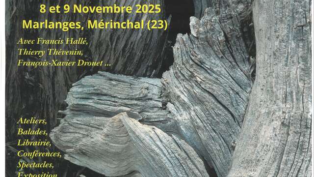 FORET ET SANTE : Le temps des Forêts