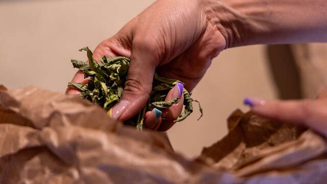 Découvrez les bienfaits des plantes sauvages - Juin