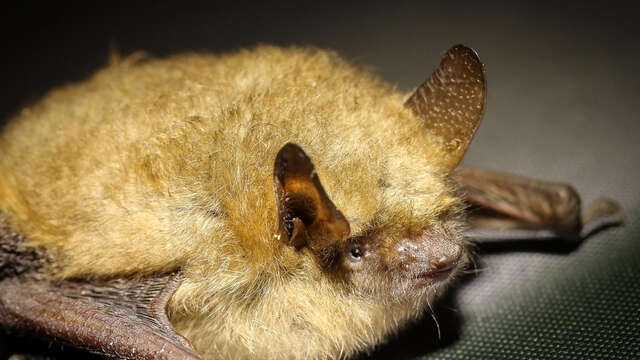 Atelier Brico'nature “Gîte à Chauve-souris”