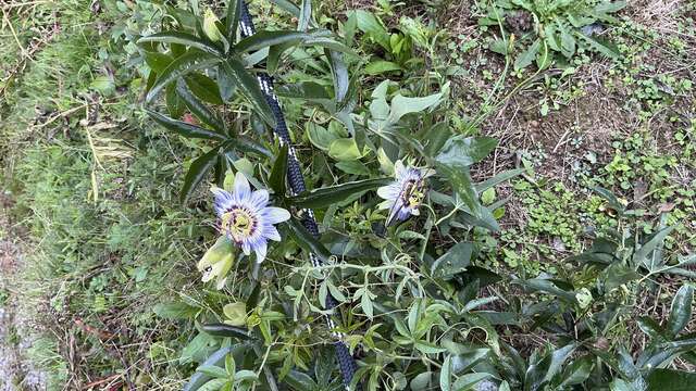 Chalet en bois Le Châtaignier "Les 3 Châtaignes"