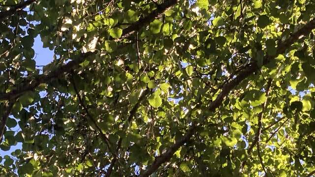 Sortie avec la maison de la nature - Nos amis les arbres