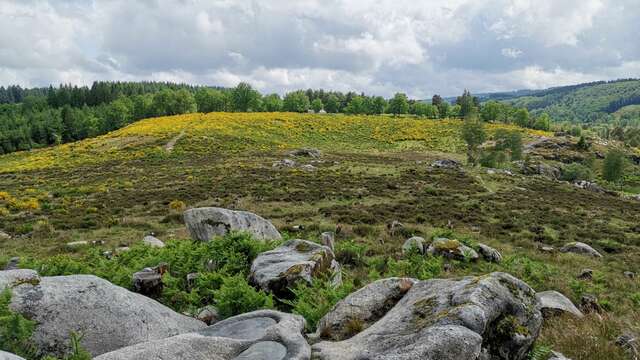 Circuit Pédestre N°22 CC : "Sentier de découverte des landes et tourbières de la Mazure : Grande boucle"