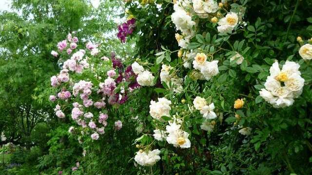 Jardin des Tonnelles et des Roses - Rendez-vous aux jardins
