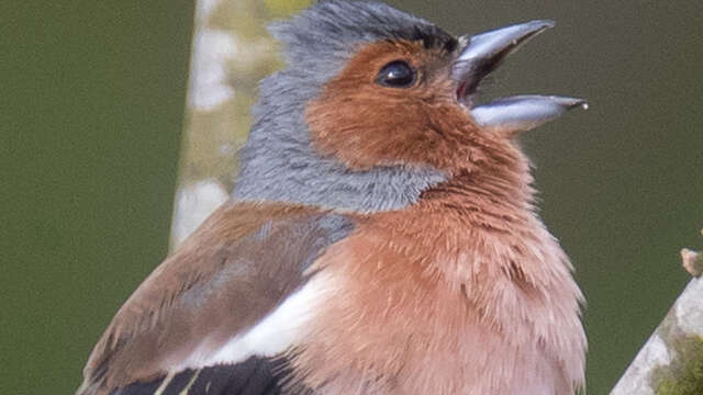 Sortie avec la maison de la nature - Les oiseaux de nos campagnes