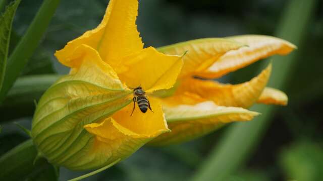 Visite des jardins de la ferme en juillet