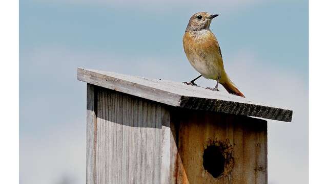 Atelier Brico'nature “Nichoirs à oiseaux”