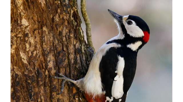 Sortie nature “Le bois des oiseaux”