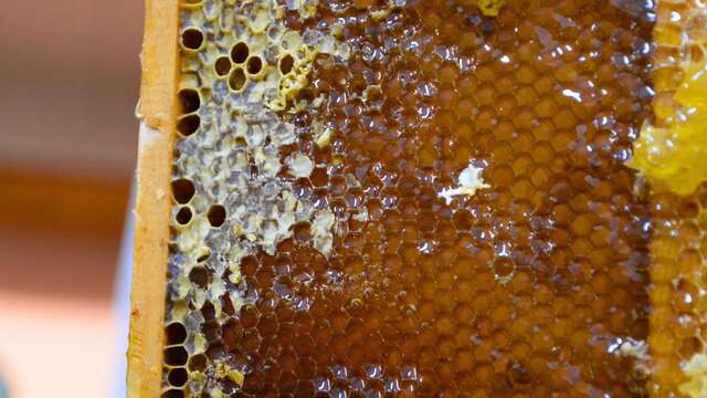 À la rencontre des producteurs : La Miellerie Paysages de Miels