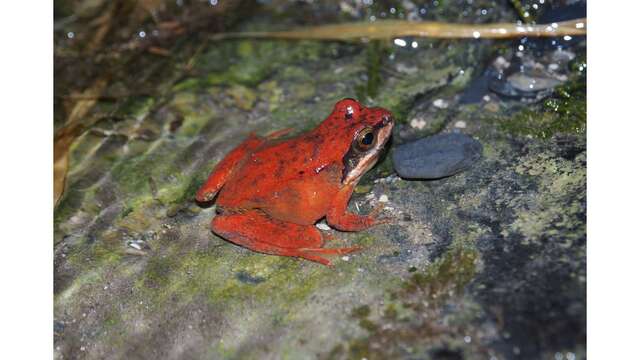 Conférence sur les mythes et légendes autour des amphibiens