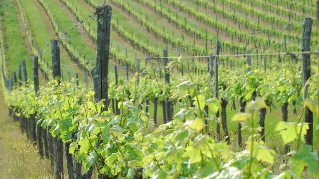 Balade en trottes électriques | Domaine du Siorac