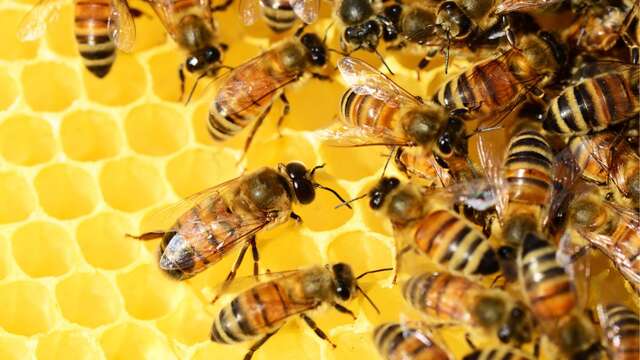 Visite d'une petite exploitation apicole
