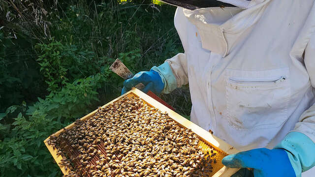 Rucher ouvert au public