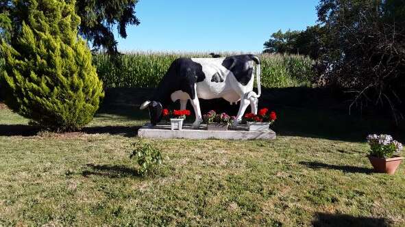 Les secrets d'été - visite de la ferme de vaches laitières de Gatebourg
