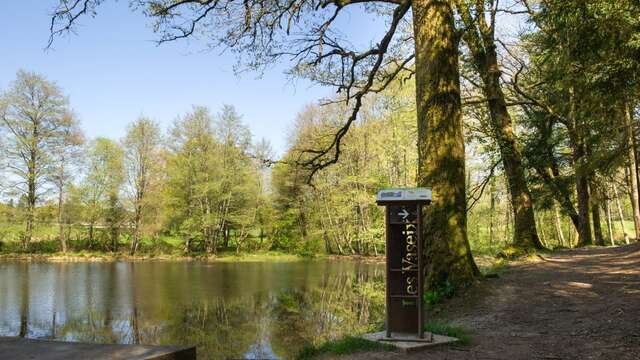 La forêt départementale des Vaseix