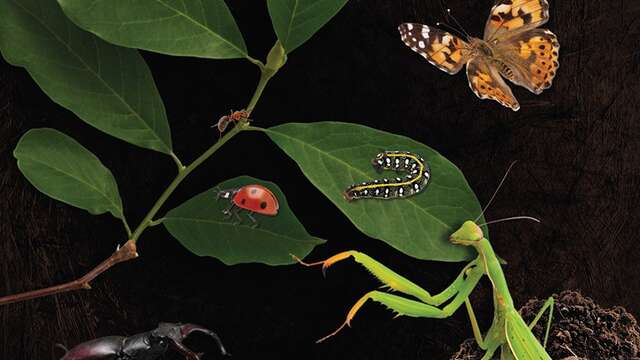 Exposition : Insectes