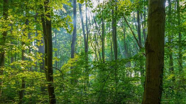 Cinéma Arévi : La forêt limousine et sa biodiversité - S’adapter face aux  changements climatiques