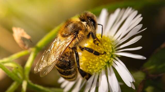 Eté actif | Le monde des abeilles | Lac de Gurson